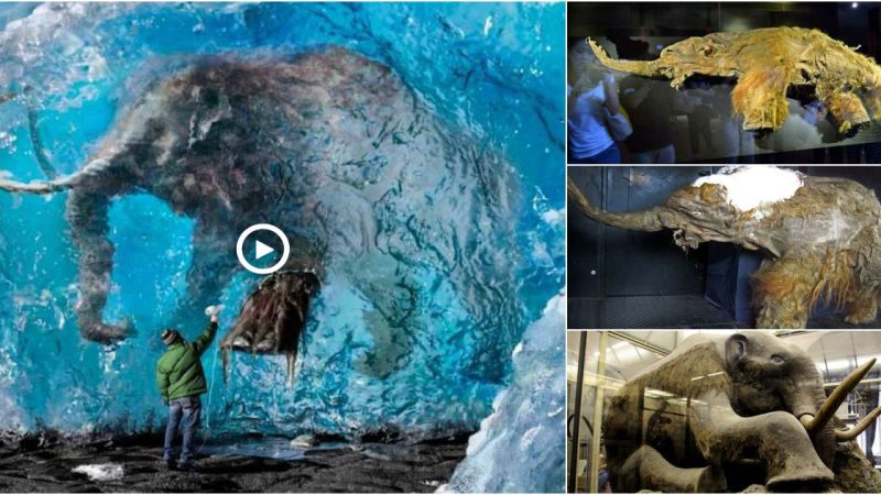 The mystery of the frozen mammoth carcass in Siberia