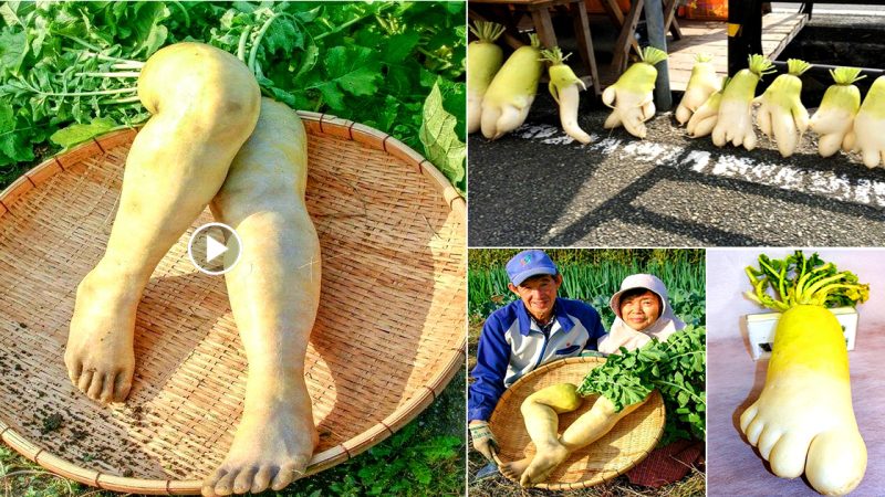 Radishes have the weirdest legs in the world.