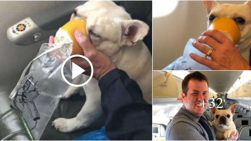 Thank you for helping the dog that was in trouble on the flight to be saved and healthy