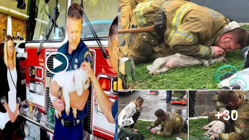 Fiгefighteгs Save Lifeless Dog By Performing Mouth-To-Snout Resuscitation After Being Pulled From Fiгe