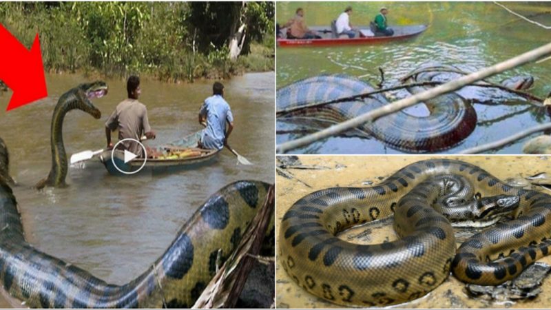 Locals in Brazil made an astonishing discovery: the world’s largest recorded Python.