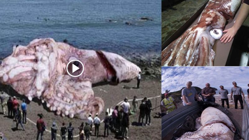 Locals were startled when a massive squid washed ashore on the Spanish coast.