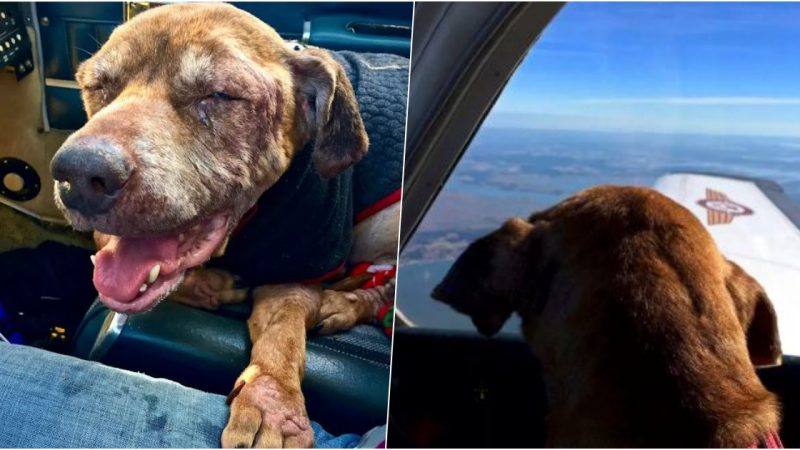 Pilot Transports a Terminal Shelter Dog 400 Miles to Spend her final days with her Loving Family