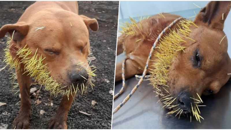 The poor dog with a hedgehog attack all over his face is in great pain lying on the ground and he is hoping for a miracle to happen to him