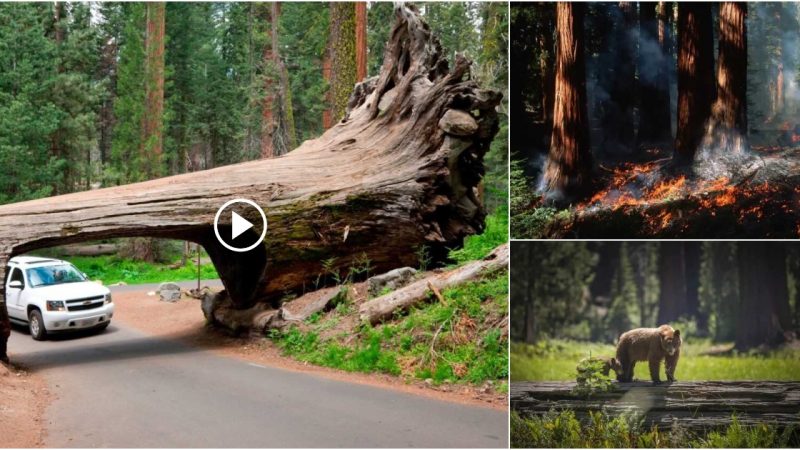 10 Fascinating Facts About Sequoia National Park, the “Home of Giants”