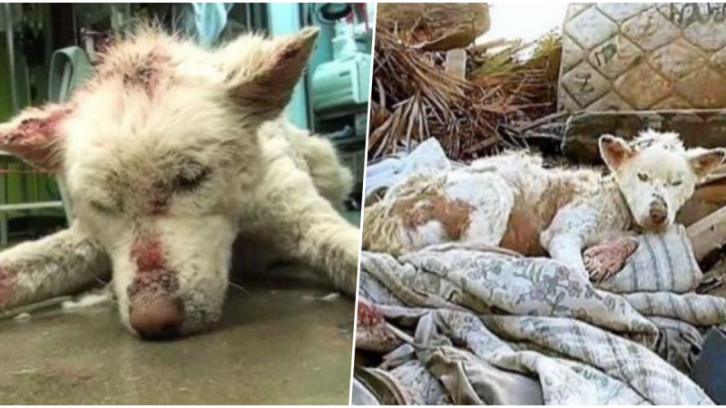 This Homeless Husky Collapses After Living In A Garbage Dump Outside Of Her City For Years