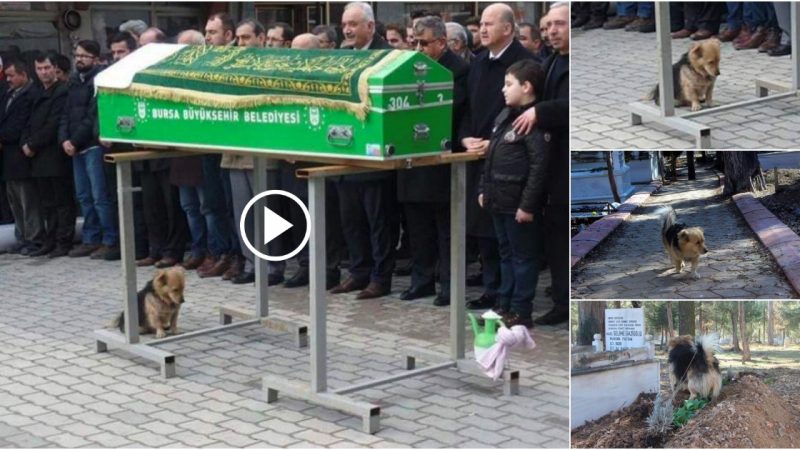 Grieving dog bids farewell in front of owner’s coffin, touching millions of people