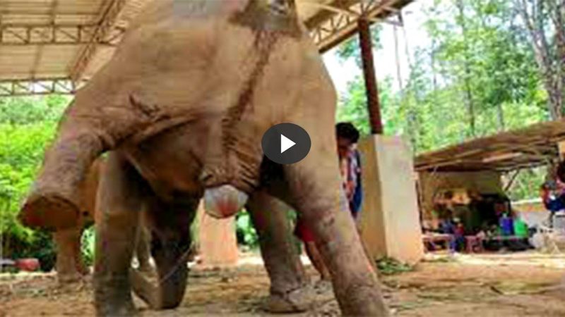 Viral video of a mother elephant giving birth to a baby is widely shared on social media.