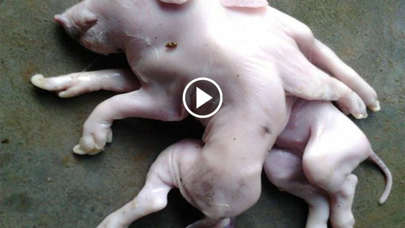 A mutant pig with two trunks and eight legs on the same body was successfully born.