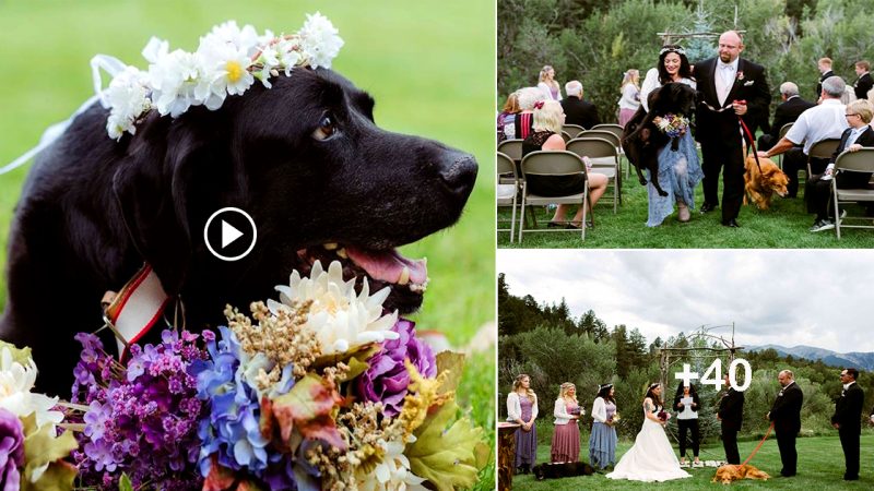 Touching Story: The dying dog attended the owner’s wedding for the last time