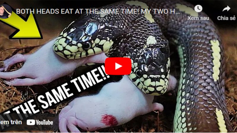 The captivating video shows a two-headed snake attacking two mice at the same time.