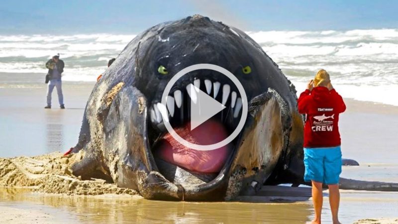 These Fishermen Start Freaking Out When They See Their Massive Catch