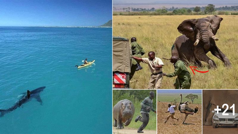 When human beings being chased by wild animals in the natural world