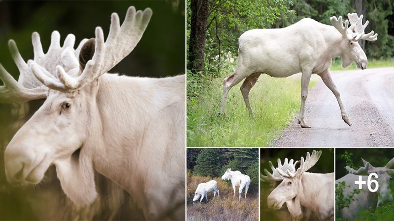 Ice White-Legged Moose Spotted Crossing Road in Northern Ontario, a Rare Sighting