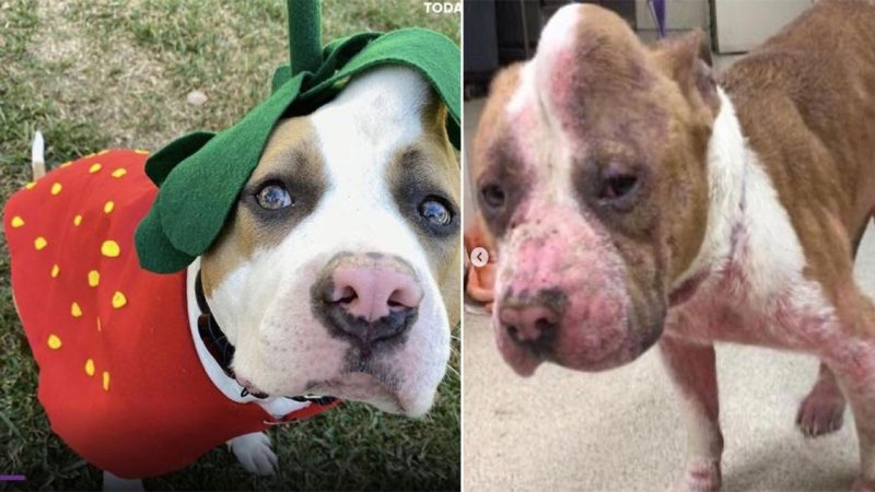 ‘Unicorn’ dog nearly euthanized for bump on head now has a great new home