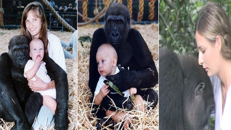 Tansy of the apes: In astonishing images, the enduring bond of a young woman with wild gorillas, 23 years after she was pictured playing with a 300lb primate as a baby`