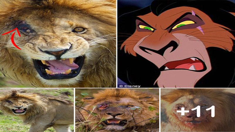 Scar lives! Spitting image of snarling villain from The Lion King is spotted prowling game reserve in Kenya