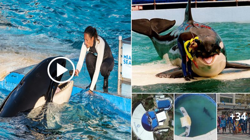 Lolita the orca will finally return to home waters after 53 years in captivity