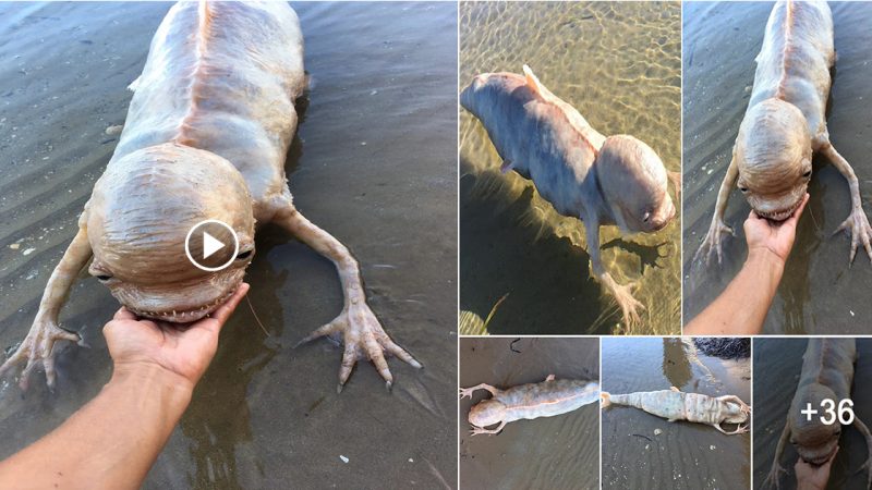 Mysterious Fish-Shaped Creature with Big һeаd and bizarre Claws Found Washed Ashore in Thailand.