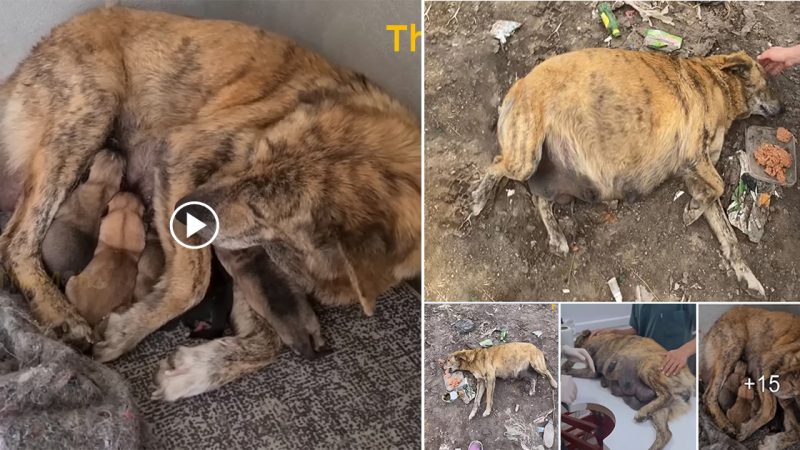 Poor Pregnant Dog Mama was Abandoned by her Owner Because Afraid Smell at Birth, He Exhausted from Starvation