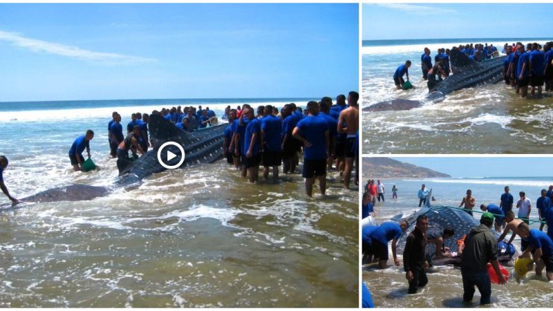 A 9-meter-long “sea monster” discovered on the beach by Ecuadorian fishermen.