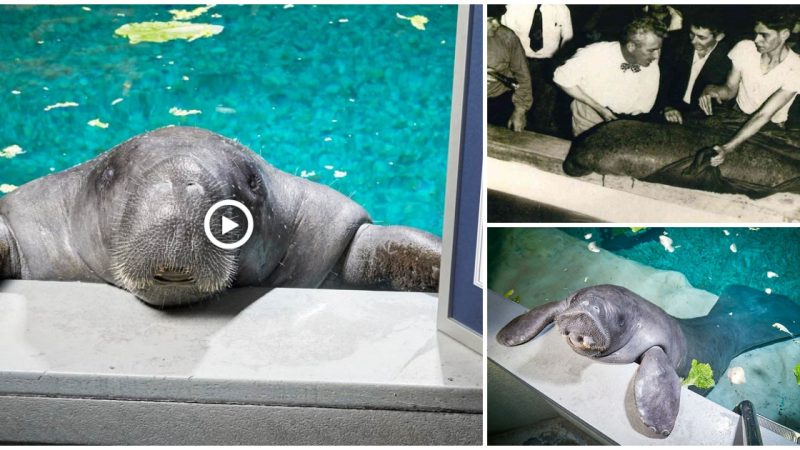 Snooty, the oldest manatee ever, and everything you need to know about them