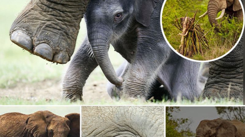 Heartbroken by the death of the baby elephant, the mother elephant picks up pieces of wood to make a baby elephant to commemorate