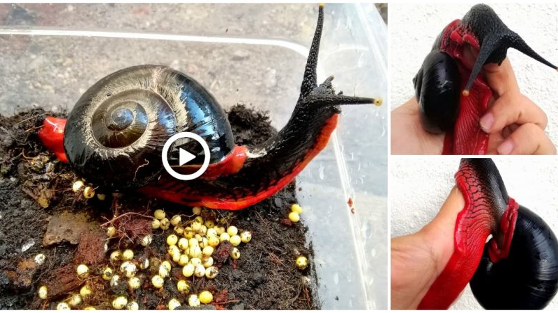 Fire Snail: Astounding Photos Of Mystical-Looking Fire Snail