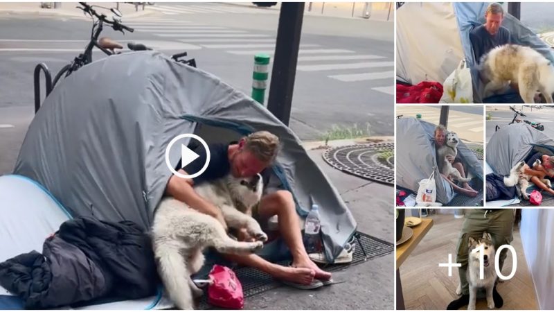 A ԁog makes the sweetest friendship with a homeless man