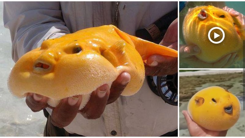 Found a puffer fish with a unique, wild-rare golden body (Video)