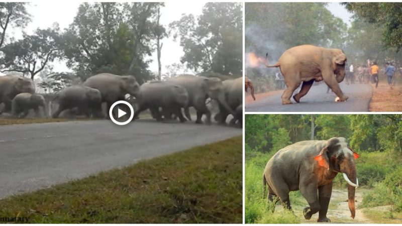 India’s Human-Elephant Conflict Reaches a New Low in Viral Video