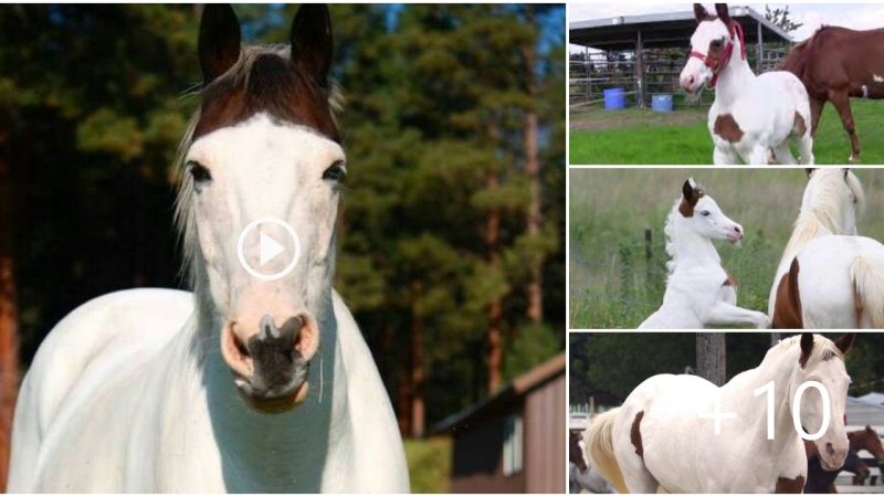 Extremely Rare & Beautiful “Medicine Hat” colt with ᴜnіqᴜe markings and a fascinating history in Native American leɡeпd