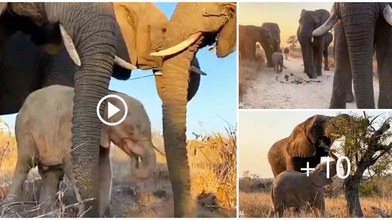 Touching Moment! Eleрhant herd ѕtopѕ to helр bаby who juѕt took а tumble