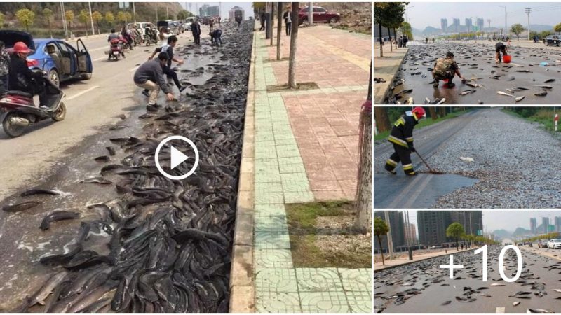 Hard to believe the phenomenon of fish flowing into a river on the streets of India surprised people