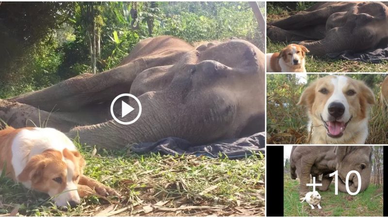 Touching: The dog who stayed with the elephant friend refused to leave at the last moment