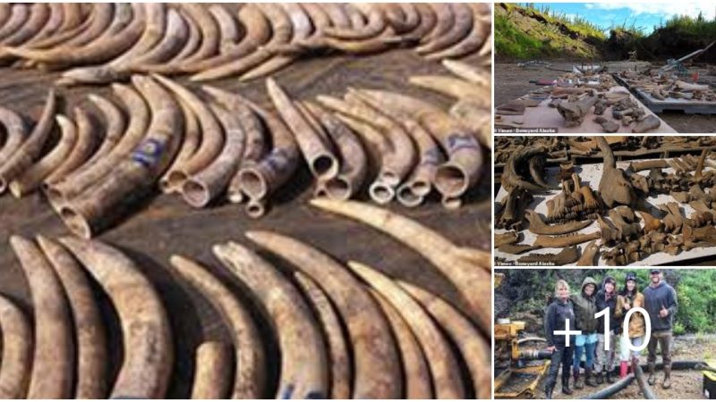 Discover the location of thousands of mammoth tusks dumped in the East River by the American Museum of Natural History in the 1940s – sparking a potential property hunt