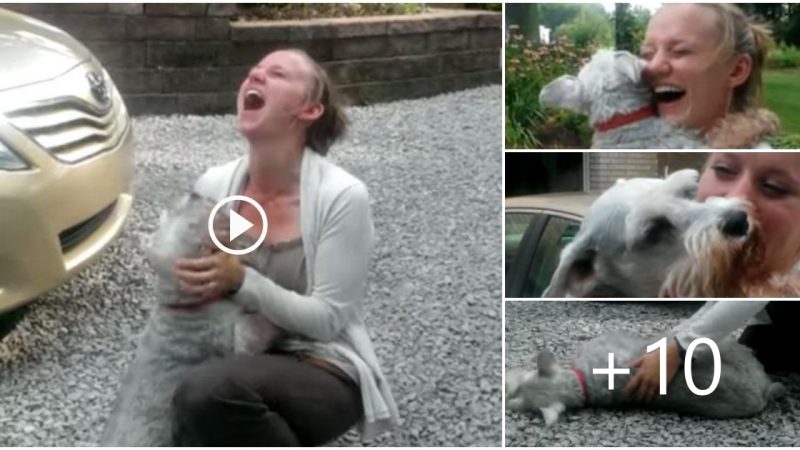 Puppy Passes Out From Excitement After Reuniting With His Owner After Years