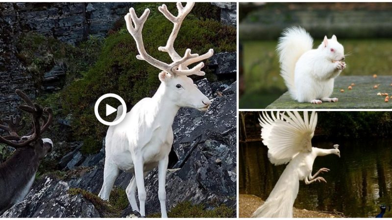 beautiful white radioactive animals