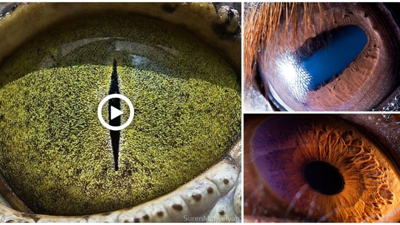 Amazing to see through the eyes of animals captured by tweezers