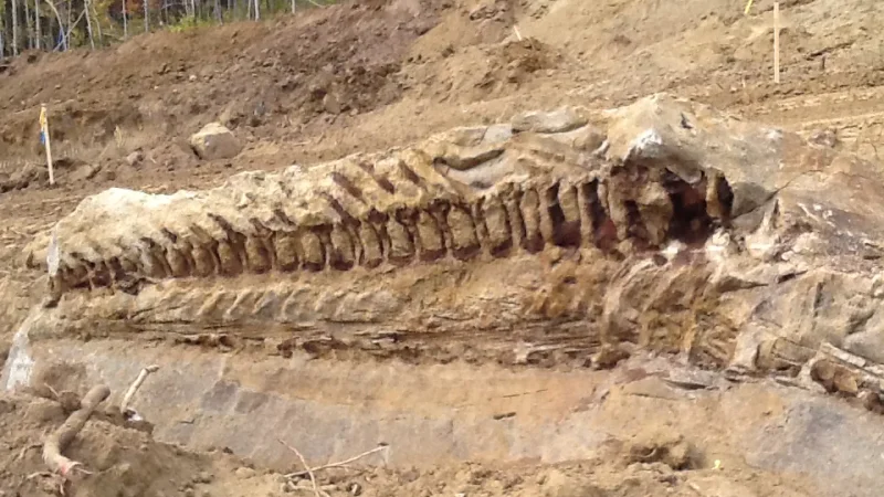 Massive dinosaur fossil unearthed by Alberta pipeline crew