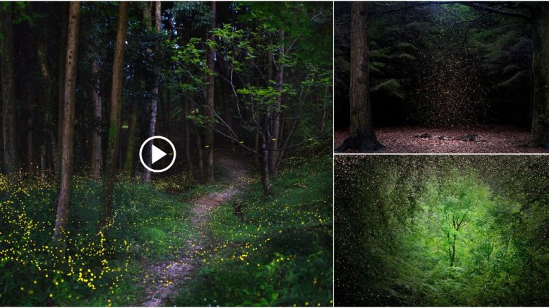 Mystical Photographs of Illuminated Forests in the United Kingdom