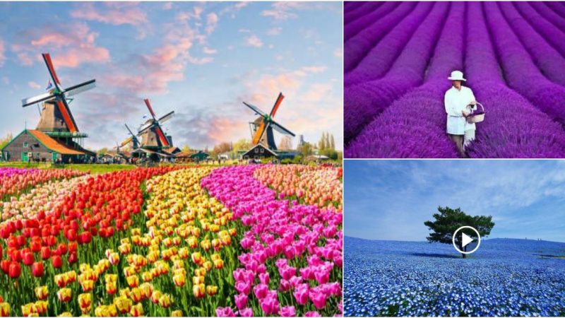 Explore the Stunning Beauty of the World’s Famous Flower Fields.