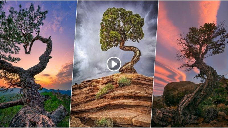 The Unique And Eye-Catching Features Of These Distinctive Trees