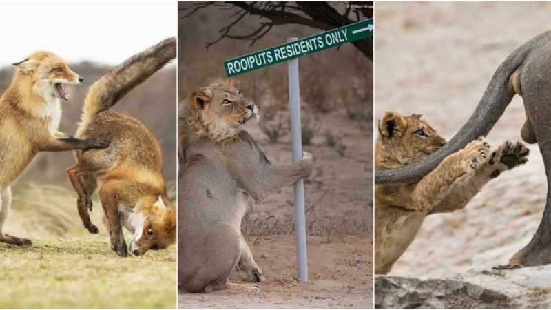 Unbelievable. These funny wildlife images helped the photographer win an award in 2019.