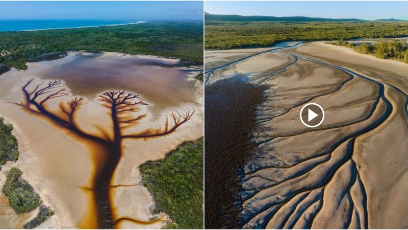 After months of heavy rain and storms, an Australian photographer captured this incredible ‘Tree of Life’.