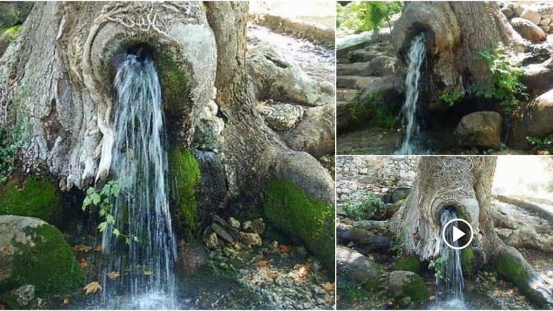 A living tree with a continuous flow of water from an unknown source