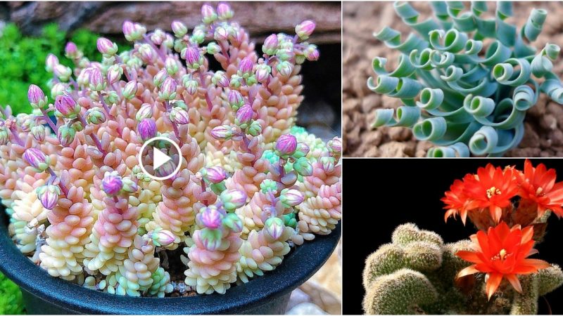 Discover 22 species of succulent plants with beautiful flowers in nature.