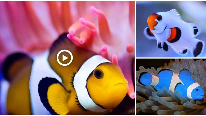 The clownfish is peaceful with all the fish, but is obviously very territorial with the members of its own species