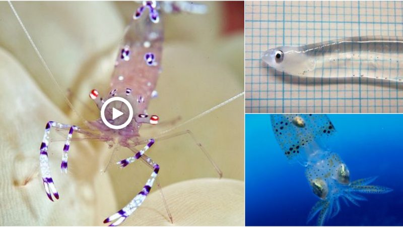 Transparent sea creatures that make viewers panic