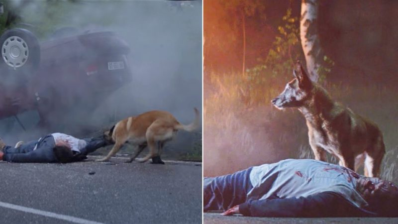 Abandoned but Loyal: Dog Continues to Rescue Owner